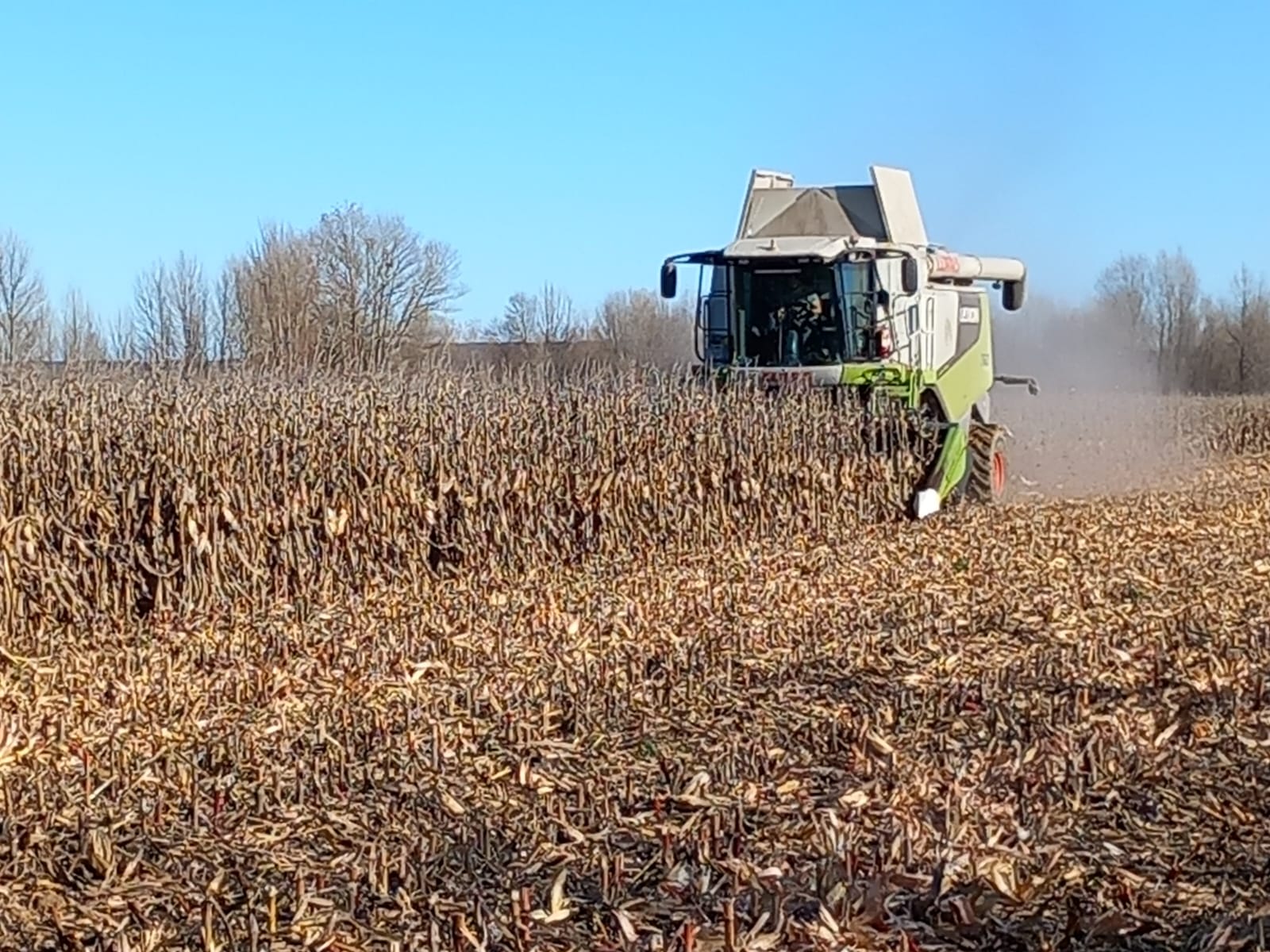 La cosecha de maíz acompaña la información del Informe FAO.