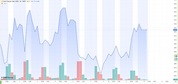 Evolución del precio del maíz en Chicago, previo al informe USDA del viernes 14N.